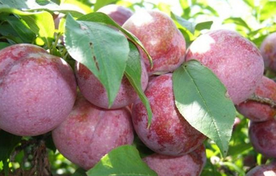 �����ز�������